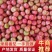 米易硬粉番茄上市，新鲜发货，吃起来甜中带点酸，非常开胃