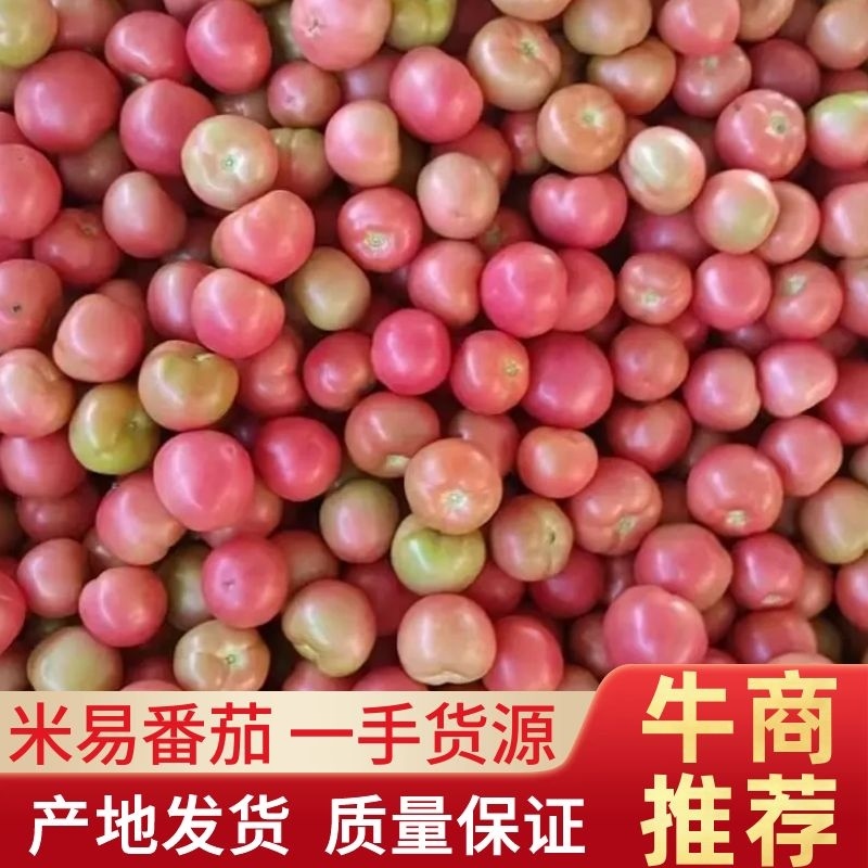 米易硬粉番茄上市，新鲜发货，吃起来甜中带点酸，非常开胃