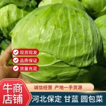 【精品】甘蓝圆包菜，一手货源产地直发量大从优