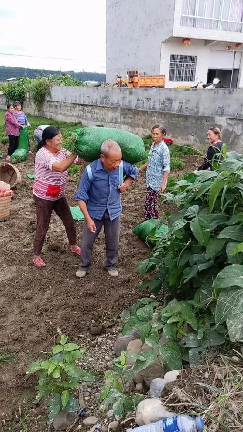 四川产地麦冬草，优质麦冬苗，产地直发，货源充足稳定