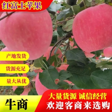 甘肃天水高山红富士苹果，鲜、甜、脆、可口，量大质优价廉