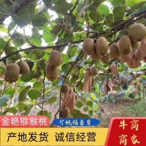 河南西峡黄心猕猴桃金艳猕猴桃产地大量供应欢迎来电咨询