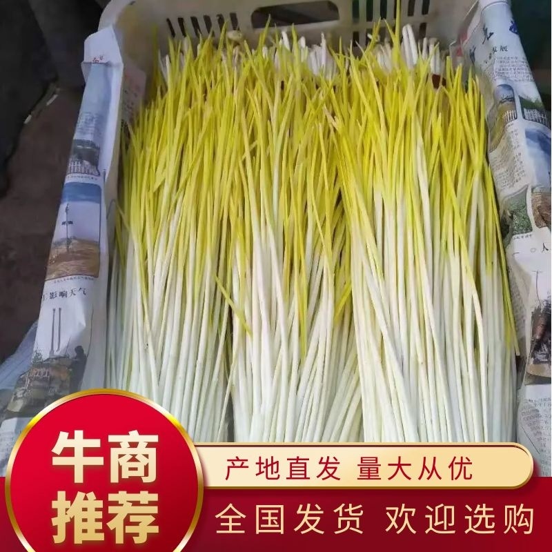 潍坊蒜黄大量上市，水黄半水黄一手货源品质保证欢迎咨询