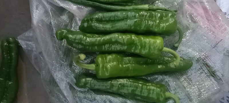 辣椒薄皮椒河南辣椒质量保证菜园现采欢迎前来实地考察