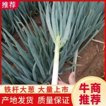 铁杆大葱，河北大葱，长白大葱，质量好，视频，欢迎来电