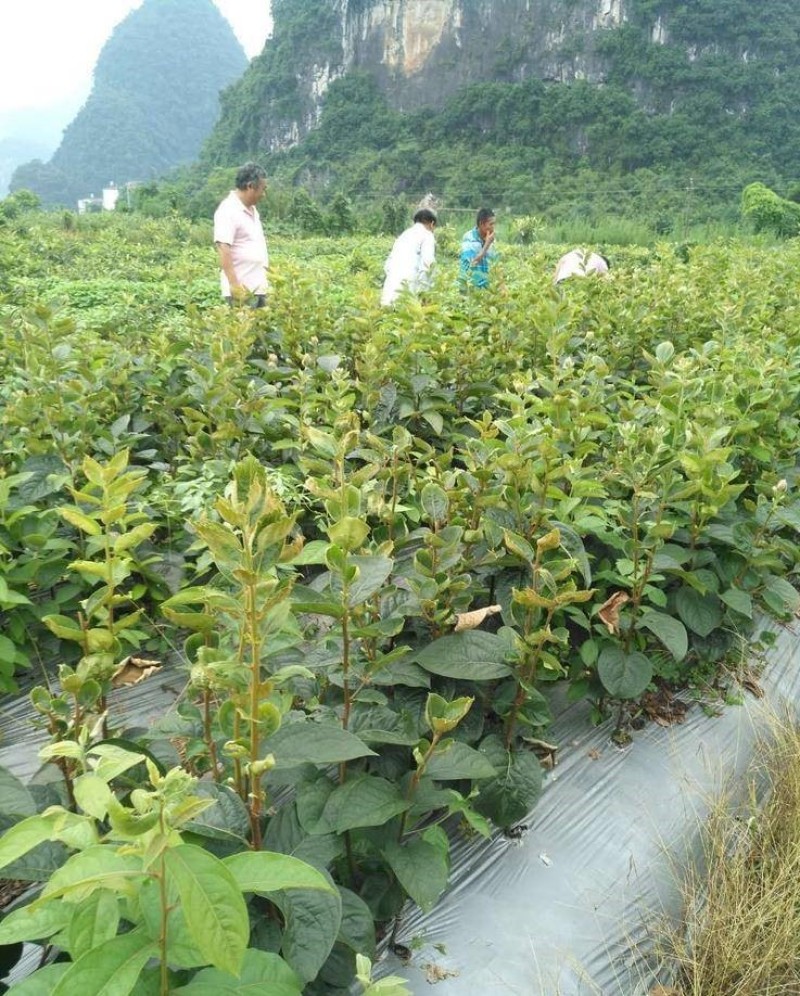 尖柿子苗品种纯正根系发达现挖现发