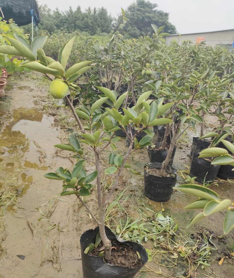 牛心柿苗品种纯正根系发达现挖现发