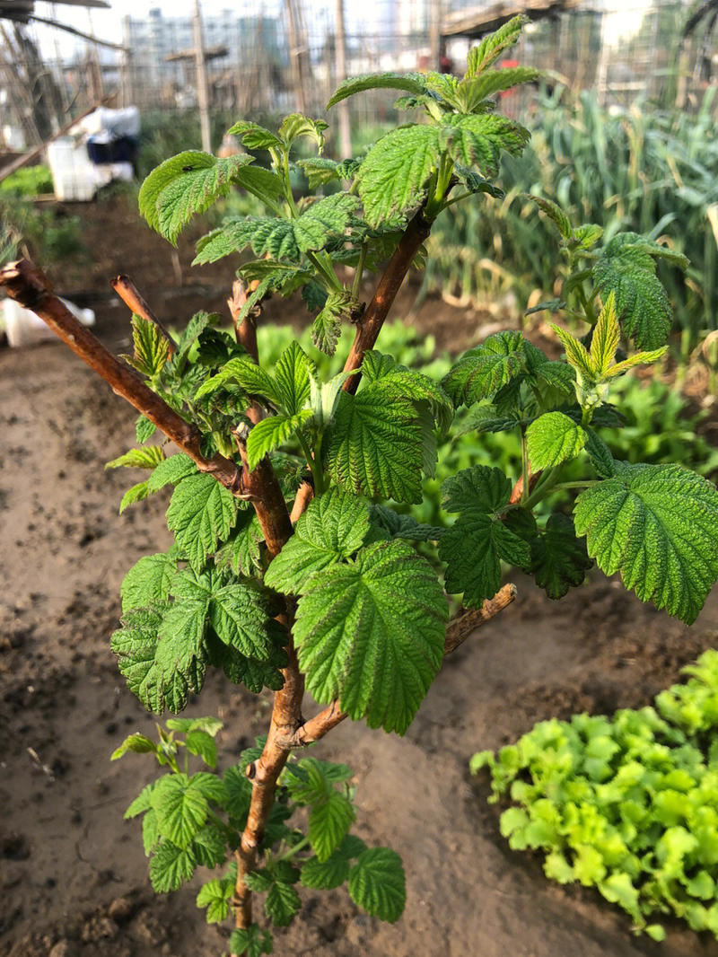 丰满红树莓苗品种纯正根系发达现挖现发
