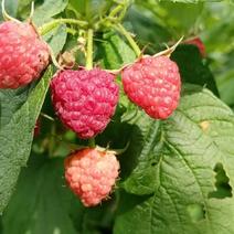 丰满红树莓苗品种纯正根系发达现挖现发