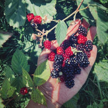 黑树莓苗品种纯正根系发达现挖现发