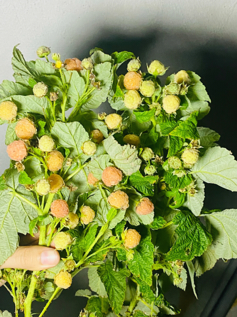 红宝达树莓苗品种纯正根系发达现挖现发