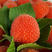 红宝玉树莓苗品种纯正根系发达现挖现发
