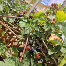 蓝树莓苗品种纯正根系发达现挖现发保湿发货