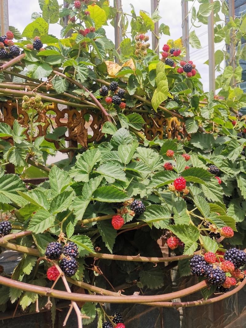 蓝树莓苗品种纯正根系发达现挖现发保湿发货