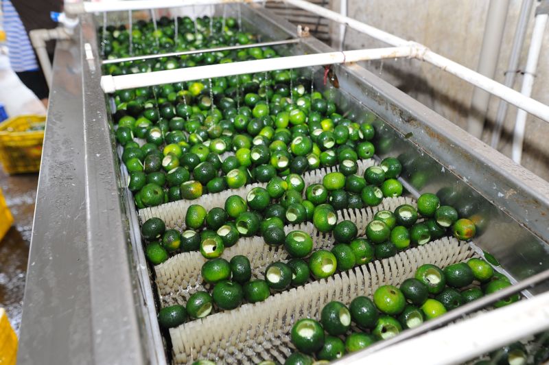 新会小青柑金牙宫廷普洱茶浓香型柑普茶