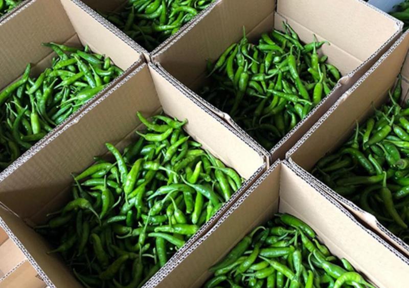 精品辣椒|新鲜辣椒|樟树青辣椒|商标保护|品牌保证