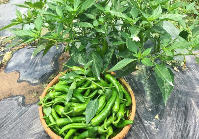 精品辣椒|新鲜辣椒|樟树青辣椒|商标保护|品牌保证
