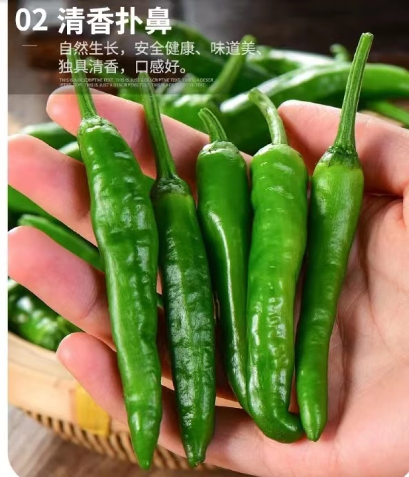 【精品辣椒】樟树青辣椒诚招合伙人，商标授权，渠道不限