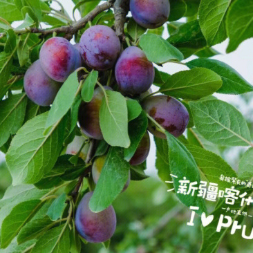 法兰西梅苗品种纯正根系发达现挖现发