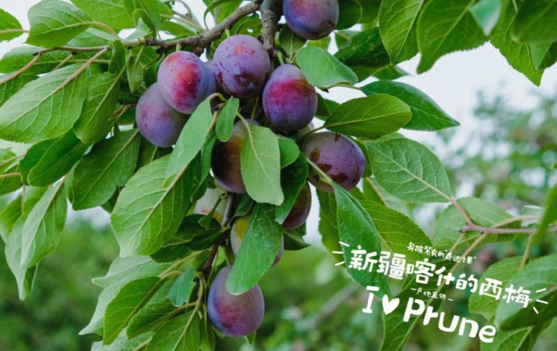 法兰西梅苗品种纯正根系发达现挖现发