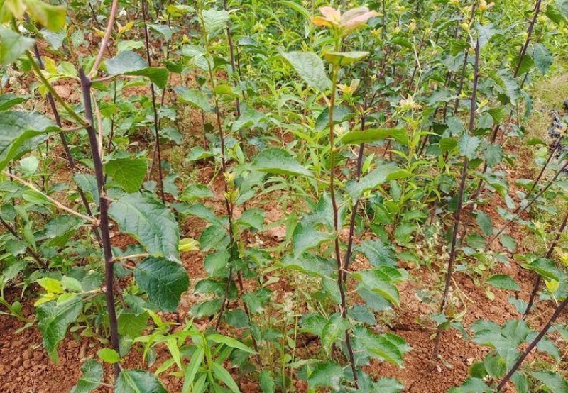法兰西梅苗品种纯正根系发达现挖现发
