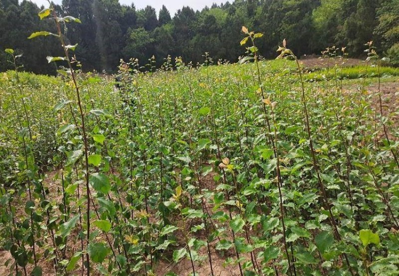 红喜梅苗品种纯正根系发达现挖现发