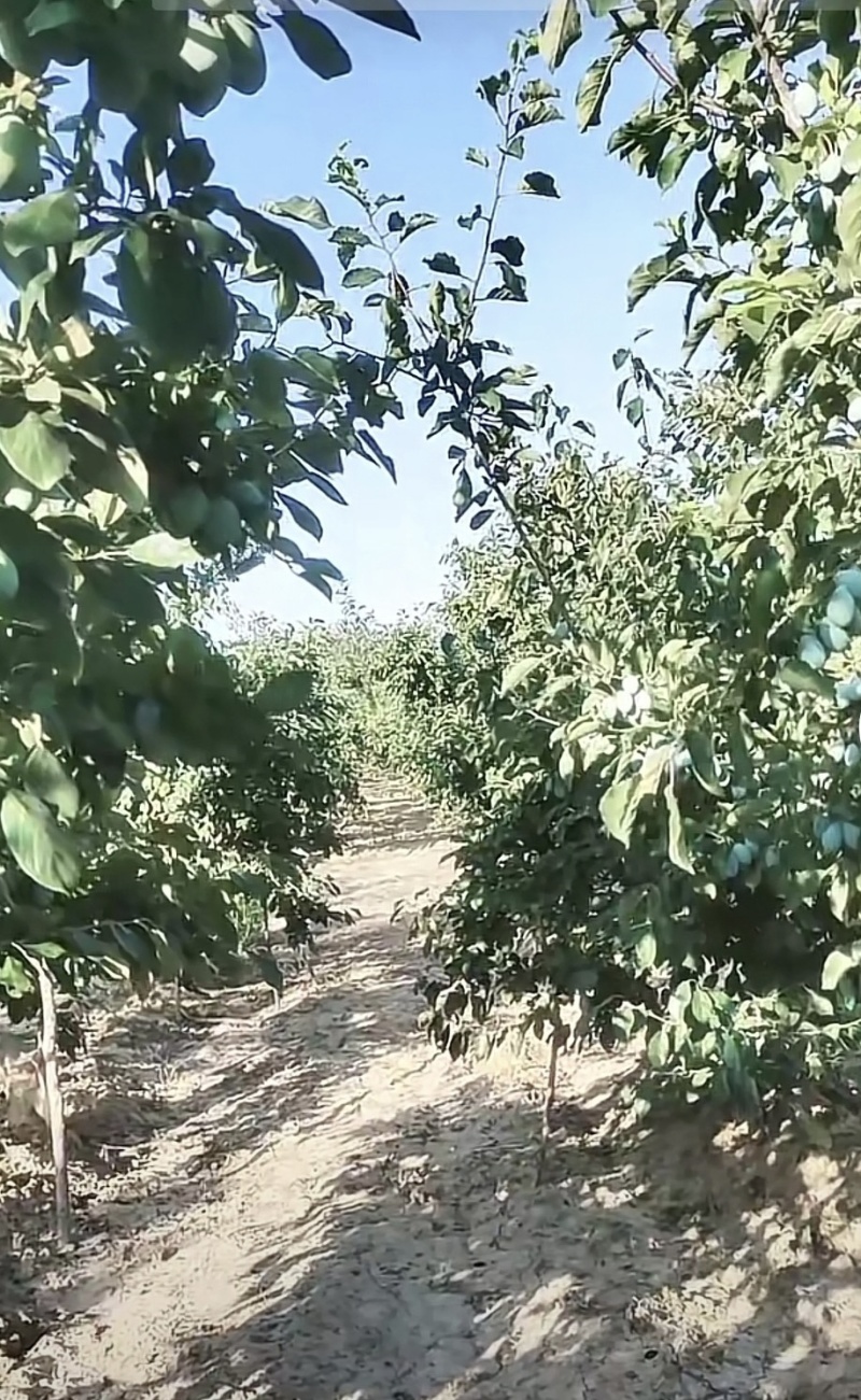 理查德西梅苗品种纯正根系发达现挖现发