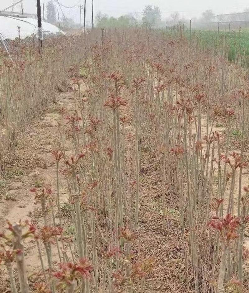 褐香椿苗品种纯正根系发达现挖现发