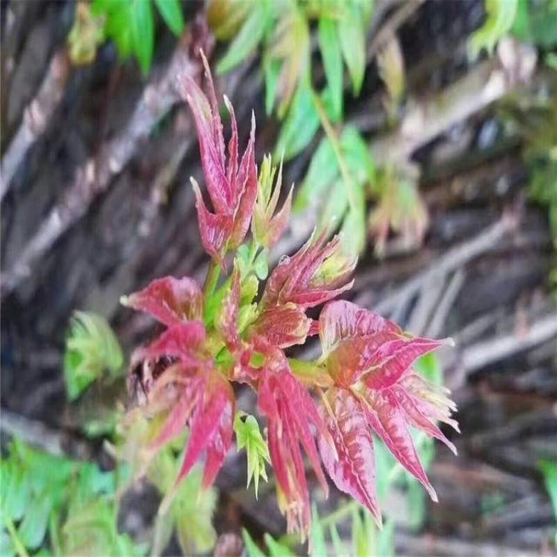 黑油香椿苗品种纯正根系发达现挖现发