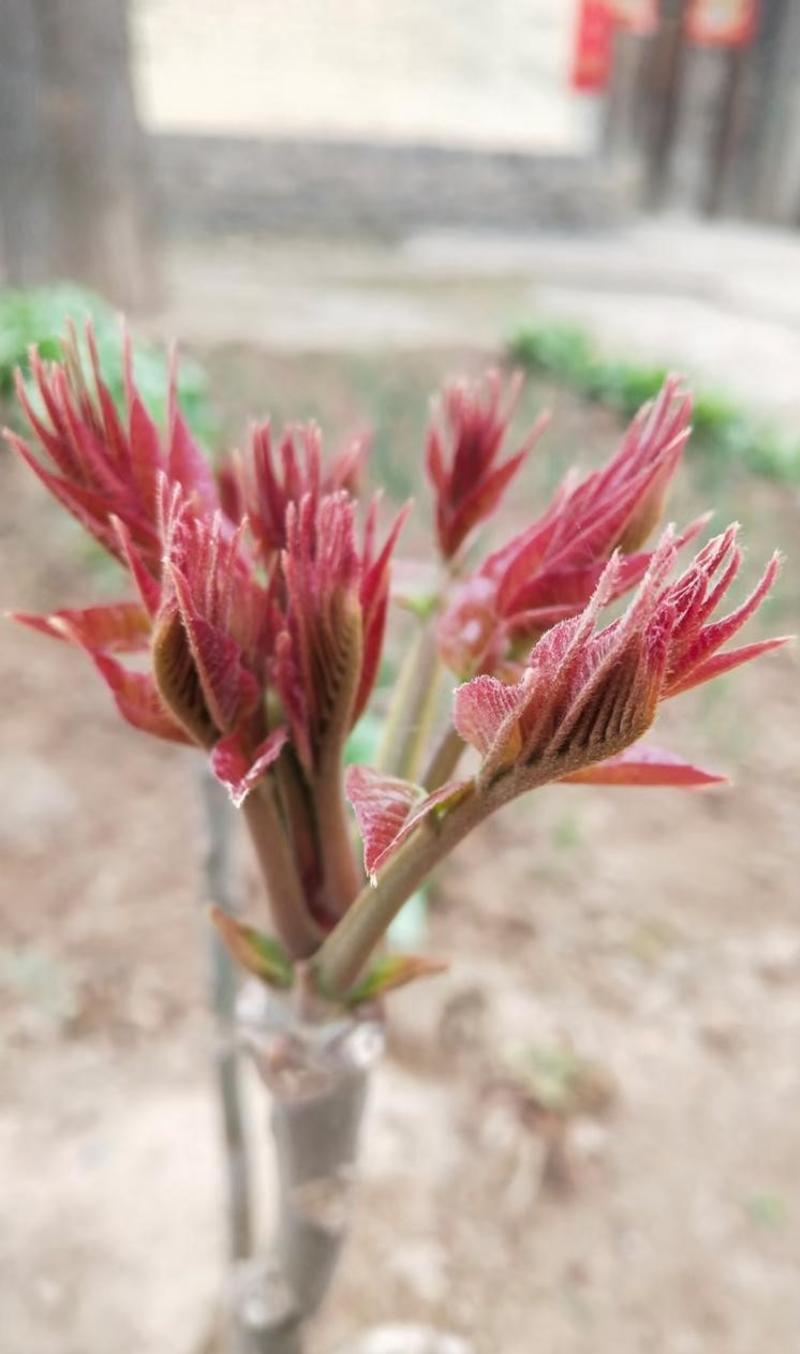 红香椿苗品种纯正根系发达现挖现发