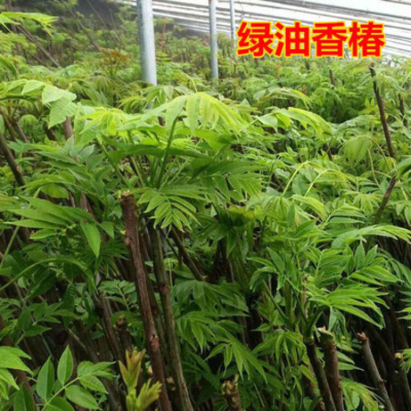 红芽绿香椿苗品种纯正根系发达现挖现发