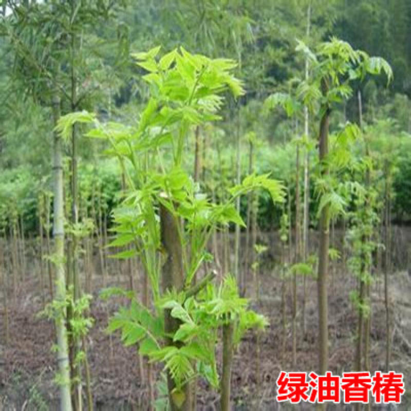 红芽绿香椿苗品种纯正根系发达现挖现发