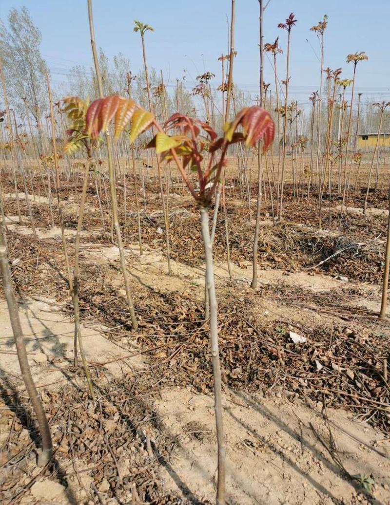 红油8号香椿苗品种纯正根系发达现挖现发