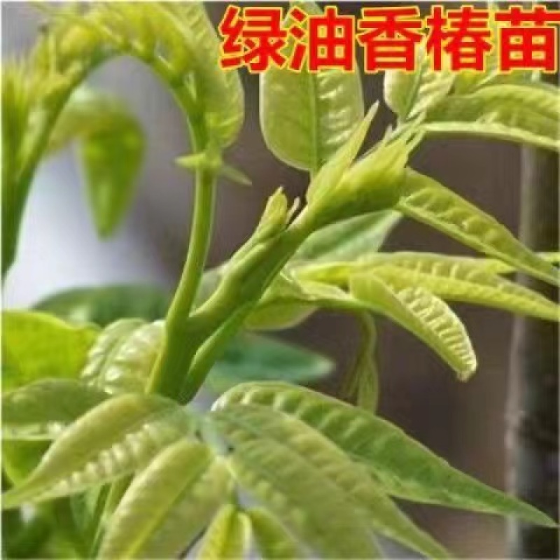 绿油香椿苗品种纯正根系发达现挖现发