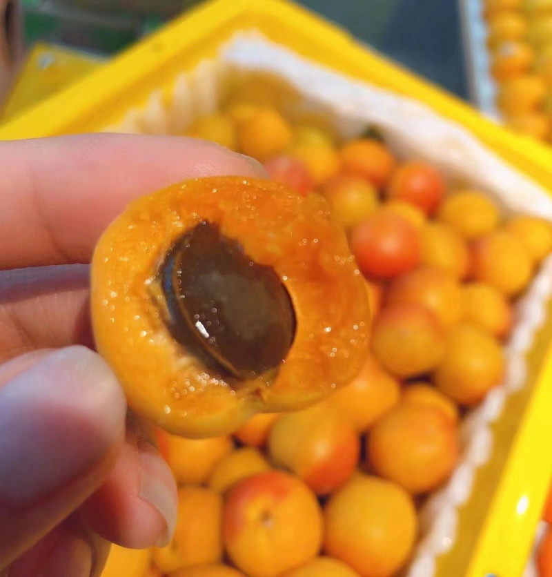 吊干杏苗品种纯正根系发达现挖现发