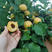 荷兰香蜜杏苗品种纯正根系发达现挖现发保湿发货