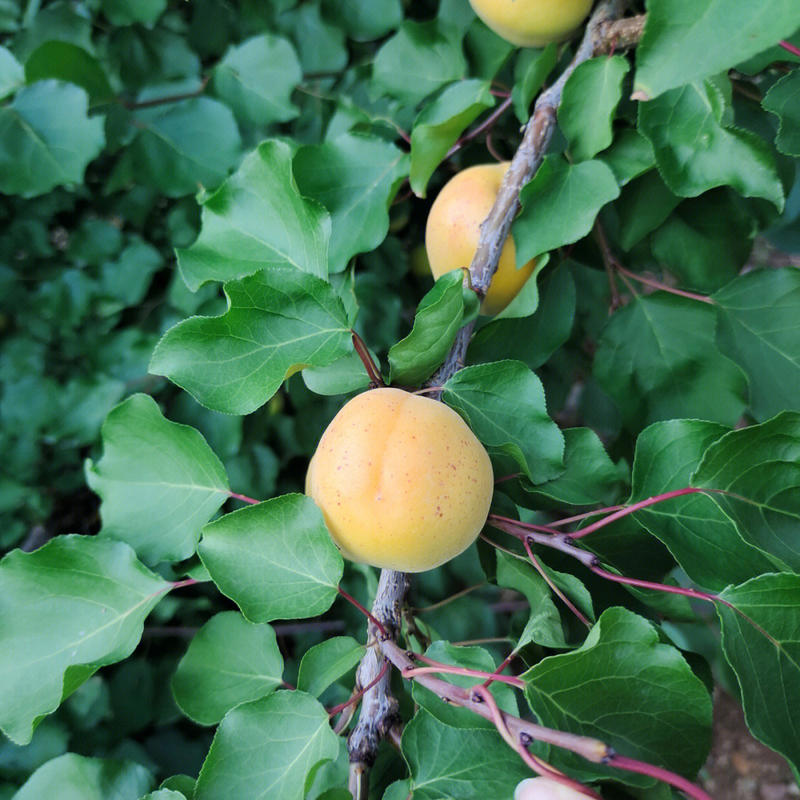 荷兰香蜜杏苗品种纯正根系发达现挖现发保湿发货