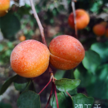 彭阳红梅杏苗品种纯正根系发达现挖现发保湿发货