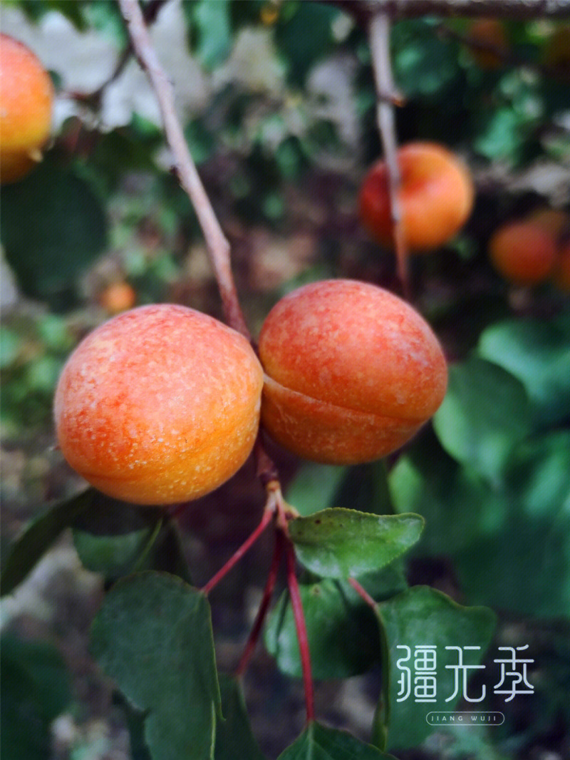 彭阳红梅杏苗品种纯正根系发达现挖现发保湿发货