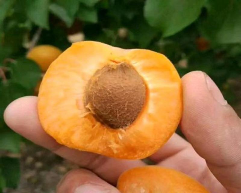 金太阳杏苗品种纯正根系发达现挖现发保湿发货