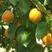 金太阳杏苗品种纯正根系发达现挖现发保湿发货