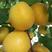 巨蜜王杏苗品种纯正根系发达现挖现发保湿发货