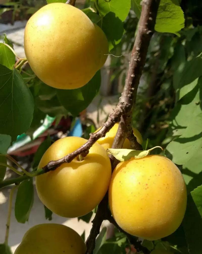 巨蜜王杏苗品种纯正根系发达现挖现发保湿发货