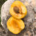 珍珠油杏苗品种纯正根系发达现挖现发保湿发货