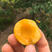 珍珠油杏苗品种纯正根系发达现挖现发保湿发货