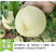 白如玉桃苗品种纯正根系发达现挖现发保湿发货