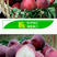 红宝石桃苗品种纯正根系发达现挖现发保湿发货