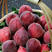 红宝石桃苗品种纯正根系发达现挖现发保湿发货