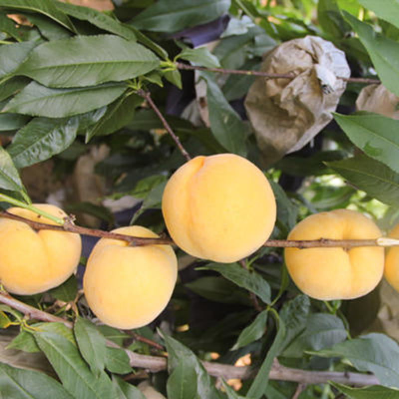 锦绣黄桃苗品种纯正根系发达现挖现发保湿发货