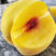 锦绣黄桃苗品种纯正根系发达现挖现发保湿发货